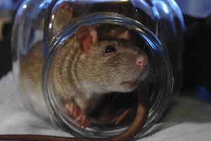 The Natural History of Model Organisms: The Norway rat, from an obnoxious  pest to a laboratory pet