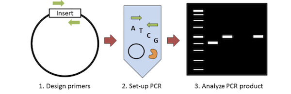 Graphical overview of colony PCR. First design primers to amplify the insert. Then you set up the PCR, and analyze PCR products on a gel.