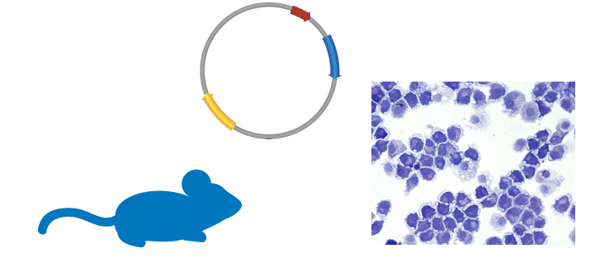 Graphical representation of a mouse in blue on the bottom left of the image. At the top middle is a plasmid with three genes on it. On the bottom right is a microscopy image of cells.