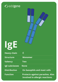 IgE isotype trading card