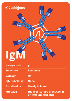 IgM isotype trading card