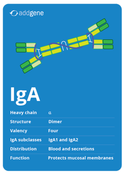 IgA isotype trading card