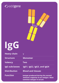 IgG isotype trading card