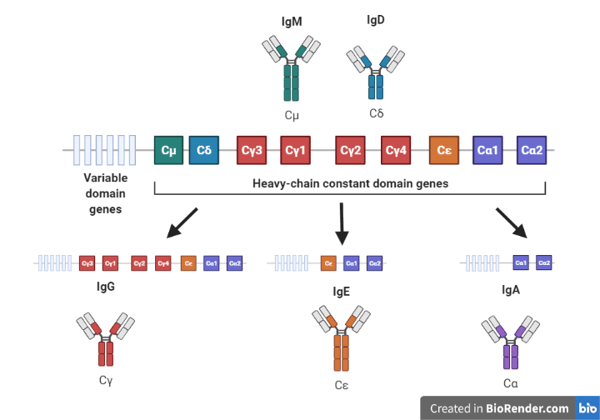 isotype switching