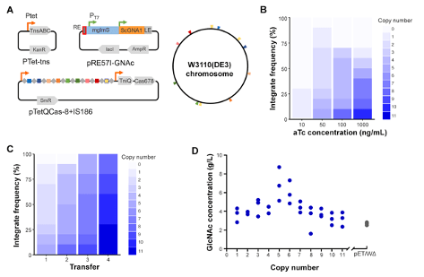 Schematic of MUCICAT plasmids and graphs showing integrative frequency and GlcNAc concentration with varying Anhydrotetracycline concentration, transfer number, and gene copy number.