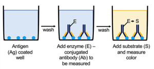 Steps of a Direct ELISA