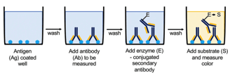 Steps of an Indirect ELISA