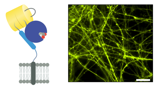 Schematic of iGluSnFR3 and a representative microscopy image of iGluSnFR3 labeled neurons