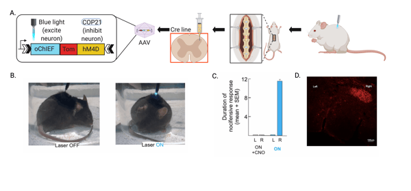 Validation of dual virus method in CR neurons