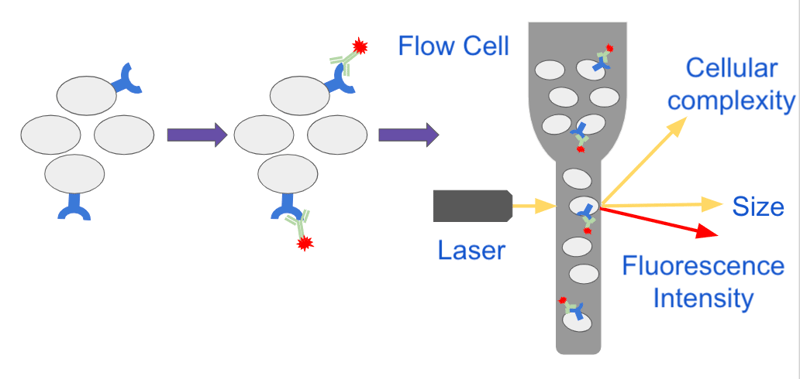 flow cytometry overview image showing labeling and characterization of cells through the flow cytometer