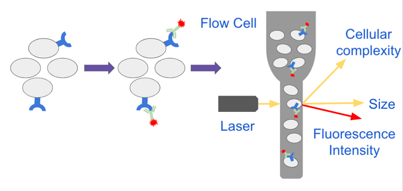 analyzing single cells with flow cytometry
