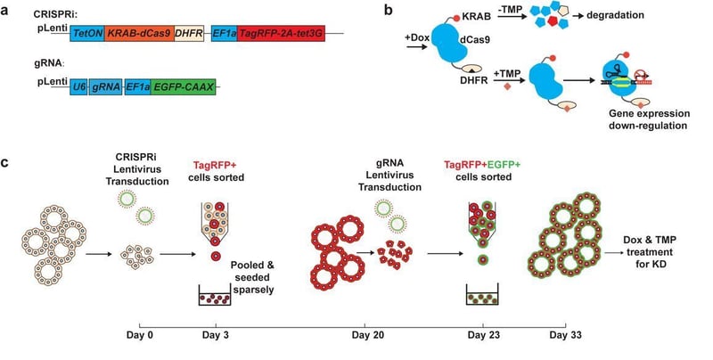 Organoid EasyTag system exmaple