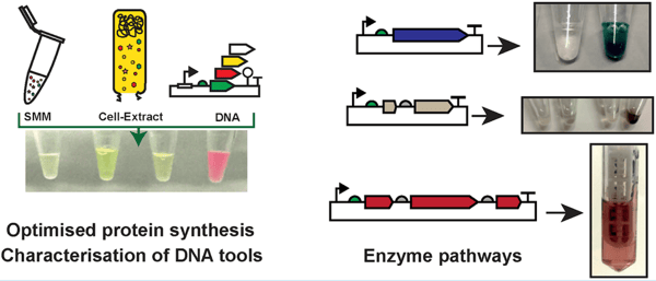 Schematic representation of cell-free system, capable of producing fluorescent proteins and enzymes