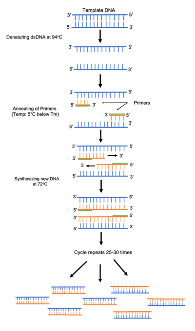 Steps of the PCR reaction