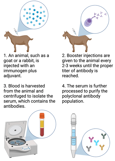 Diagram outlining the steps of polyclonal antibody production.