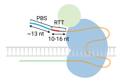 A cartoon of a prime editor bound to a pegRNA, indicating suggested starting lengths for optimization. The primer binding site (PBS) is shown to be about 13 nucleotides long, while the reverse transcriptase template (RTT) is 10 to 16 nucleotides long.