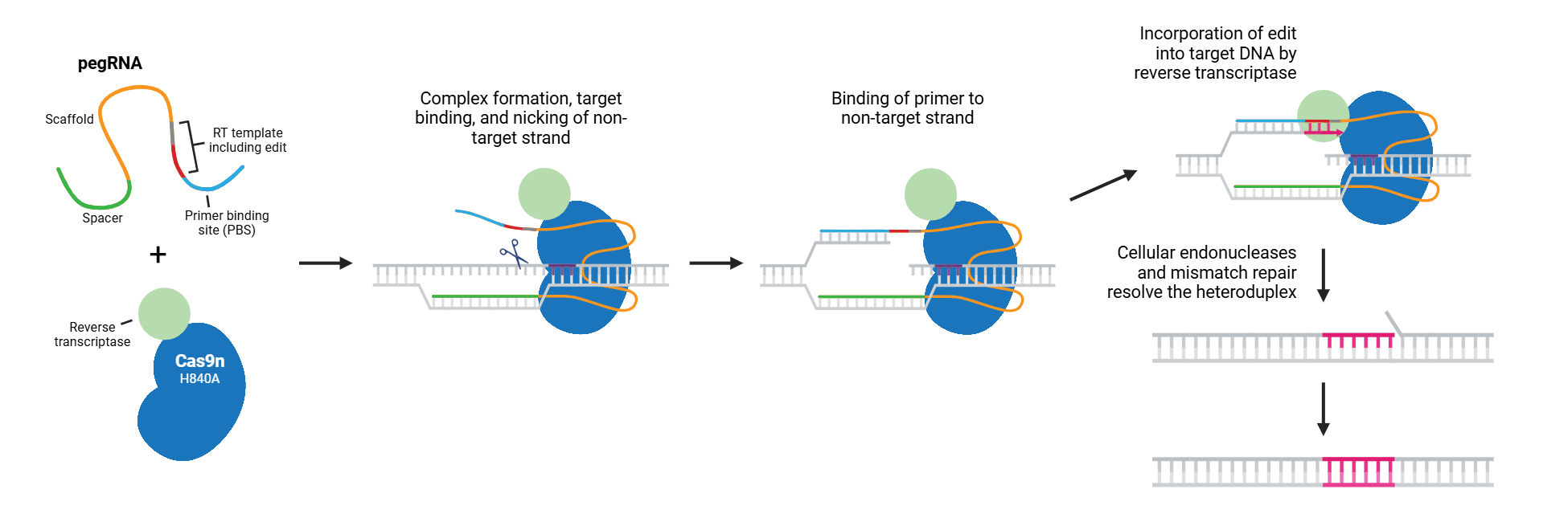 CRISPR prime editing schematic. The parts of the prime editor and pegRNA are indicated. The prime editor consists of a Cas9n H840A nickase fused to a reverse transcriptase (RT), while the pegRNA includes spacer, scaffold, RT template, and primer binding site (PBS) sequences. The desired edit is part of the RT template. In the first step, these components form a complex, bind target DNA, and nick the Cas9 non-target strand. Next, the primer sequence binds the freed non-target strand, with the PBS hybridizing with genomic DNA. The RT extends the nicked strand using the RT template, incorporating the edit into target DNA. Finally, the DNA is freed from the prime editing complex, and cellular endonucleases and mismatch repair resolve the heteroduplex.