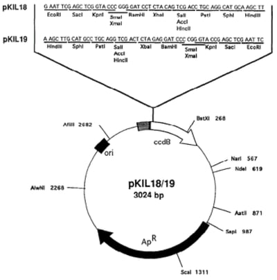 ccdB pKIL18/19 plasmid map