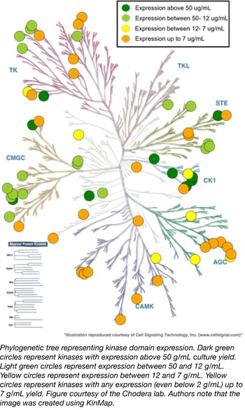 phylogenetic tree of kinase domain expression