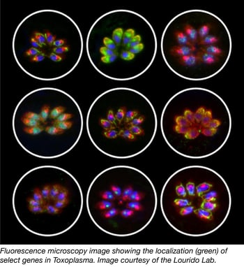 Toxoplasma CRISPR