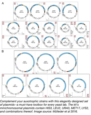 Yeast Prototrophy Plasmids