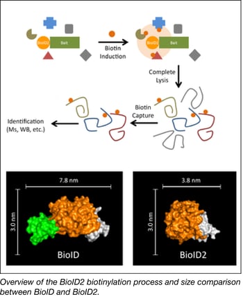 BioID2 biotinylation process