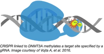 CRISPR Methylation