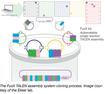 FusX-TALEN