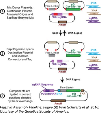 SapTrap plasmid assembly pipeline