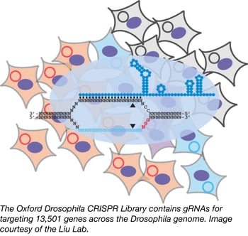 Oxford Drosophila CRISPR Library
