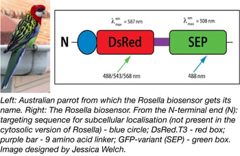 Rosella biosensor