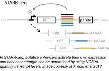 STARR-seq