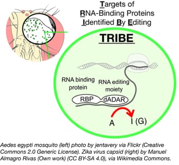 aedes egypti mosquito zika virus