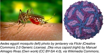 aedes egypti mosquito and zika virus