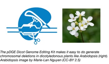 pDGE dicot genome editing kit