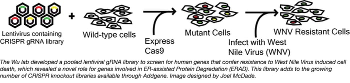 Wu Lab Crispr Library