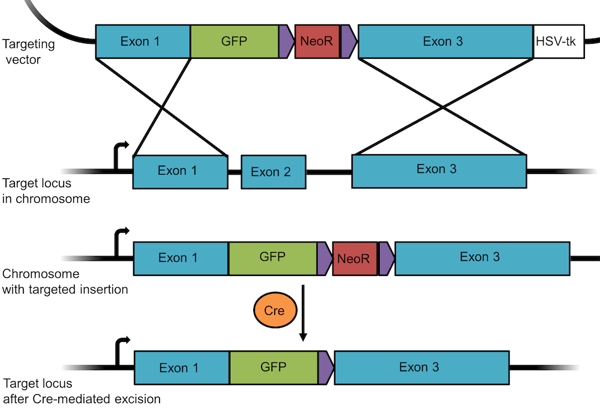 gfp targeting construct