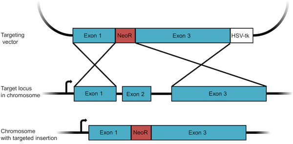 map of a knockout targeting construct