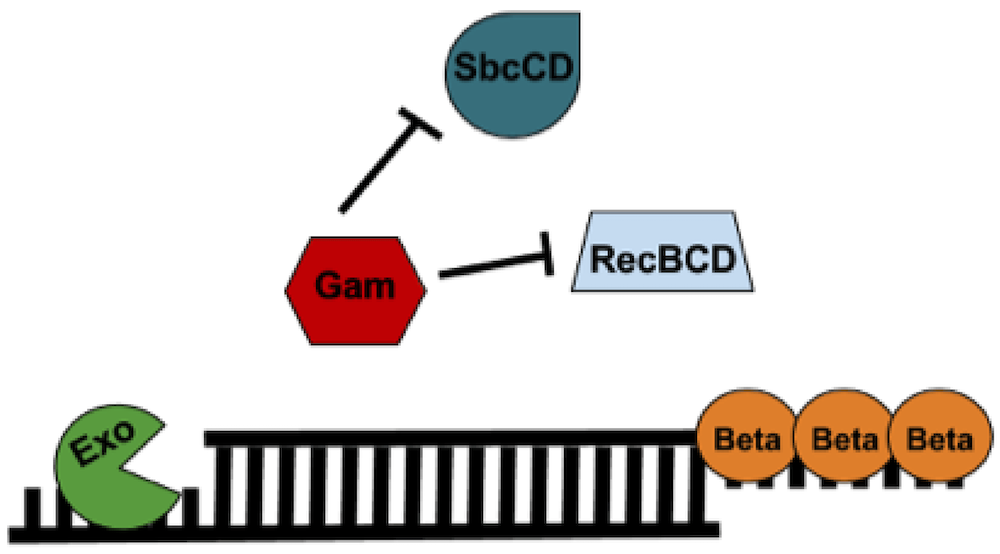 Lambda Red: A Homologous Recombination-based Technique for Genetic ...