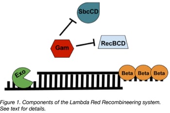 lambda red a homologous recombination