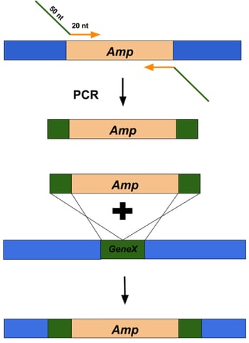 Overview of the Lambda Red recombination process