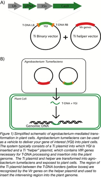 Agrobacterium mediated transformation