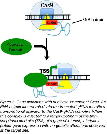 Truncated gRNAs used to Activate Gene Expression
