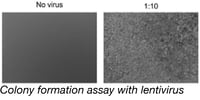 Colony Formation Assay with Lentivirus