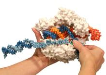 3D modeling CRISPR Cas9