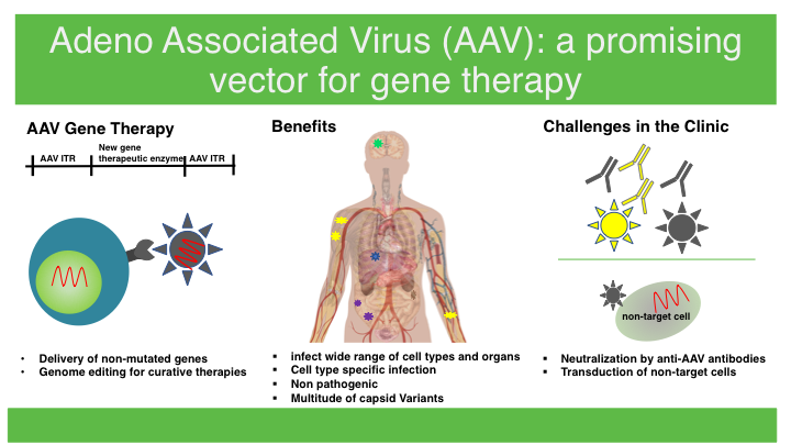 Adeno Associated Virus (AAV) For Cell And Gene Therapy