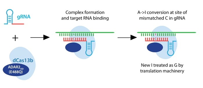 Schematic of RNA editing. gRNA and the dCas13b-ADAR2DD(E488Q) complex together and bind target RNA. Then it makes an A to I conversion at the site of mismatched C in gRNA. The I is treated as a G by translation machinery