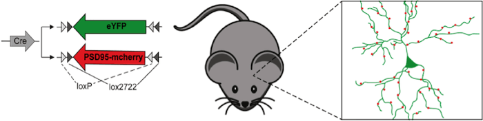 Cre Conditional Mouse