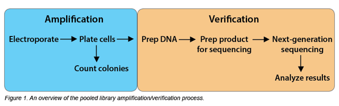 Pooled library amplification and verification process