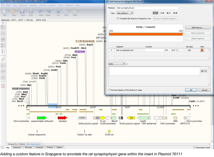 Annotating features in Snapgene